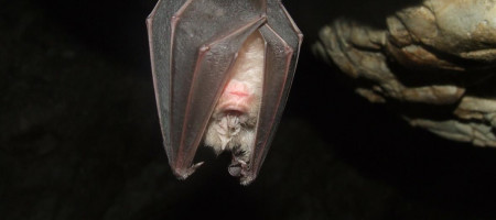 Fledermaus