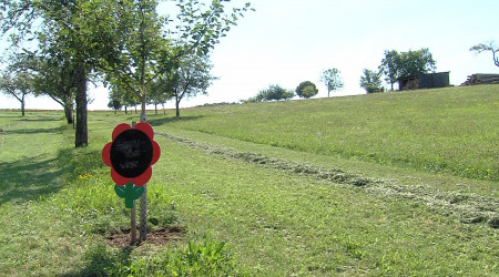 NABU und BUND fordern Schutz von Streuobstwiesen