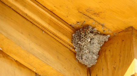 Hornissen Nest 