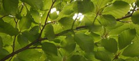 Zweige mit grünem Laub, Buche, Halbclose