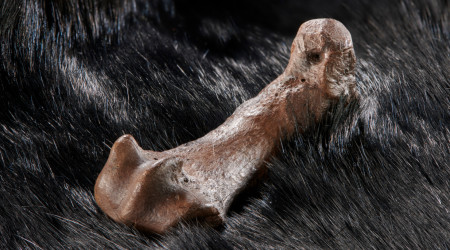 Mittelfußknochen eines Höhlenbären mit Schnittspuren auf einem Fell