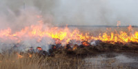 Fl&auml;chenbrand