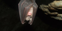 Fledermaus