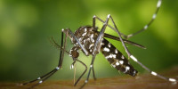 Asiatische Tigerm&uuml;cke