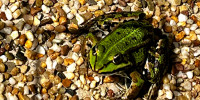 Frosch