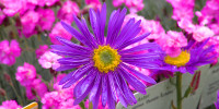 GardenLife 2026