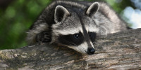 Waschb&auml;r
