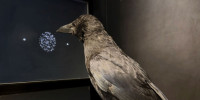 Kr&auml;he bei Experiment vor Bildschirm