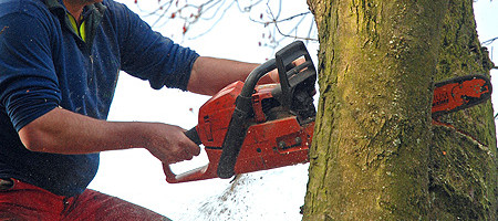 Baum wird gef&auml;llt