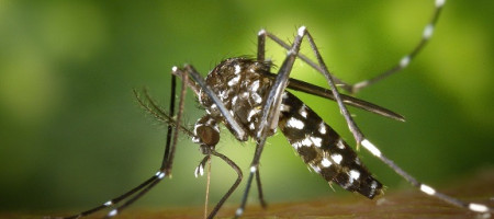 Asiatische Tigerm&uuml;cke