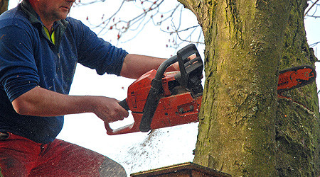 Baum wird gef&auml;llt