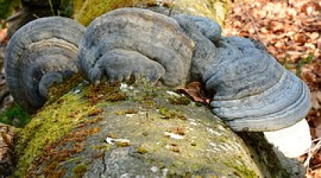 Baumpilz an dickem Stamm