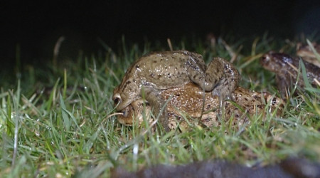 Kr&ouml;tenwanderung