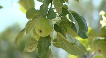 Streuobst Brenner Gipfel