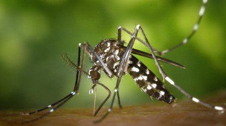 Asiatische Tigerm&uuml;cke