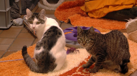Katzen im Tierheim Reutlingen