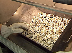 Überreste: Asche und Knochen