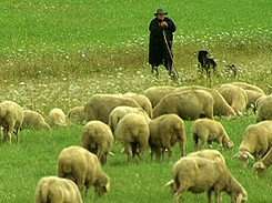 Schäfer beim Schafe hüten
