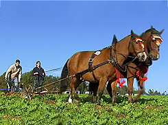 Pflügen mit Pferdegespann