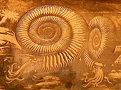 Ammoniten in der Urzeit