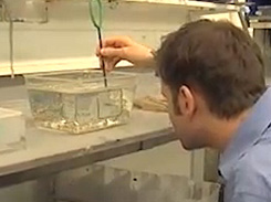 Forscher an den Zebrafischen